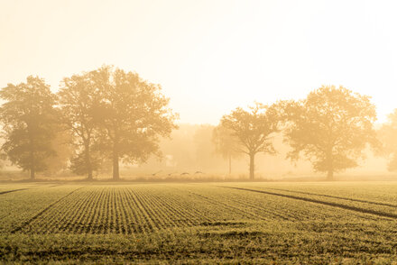 Bäume und Feld im Herbstnebel.