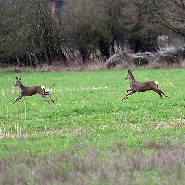 Rehe im Uferbereich