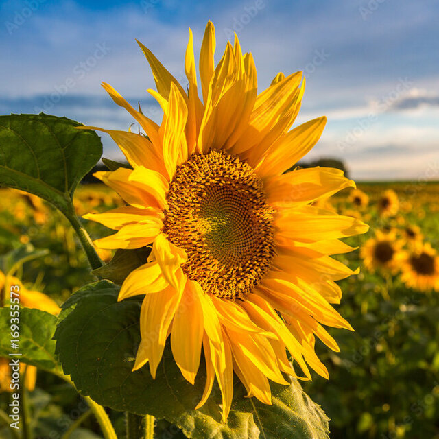Sonnenblume